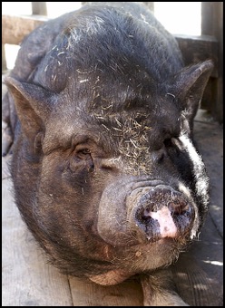 Pot bellied pig 